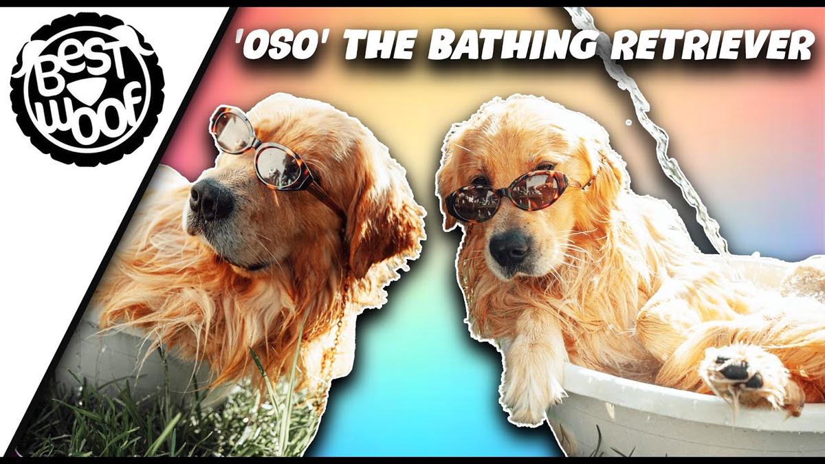 'Video thumbnail for Oso The Bathing Retriever | BestWoof'