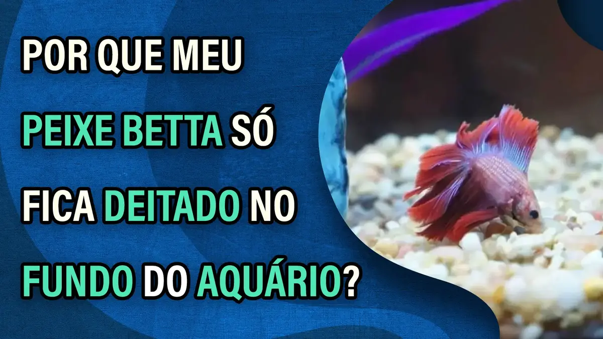 Enguiazinha (Pangio anguillaris) - Ficha Técnica - MyAquarium