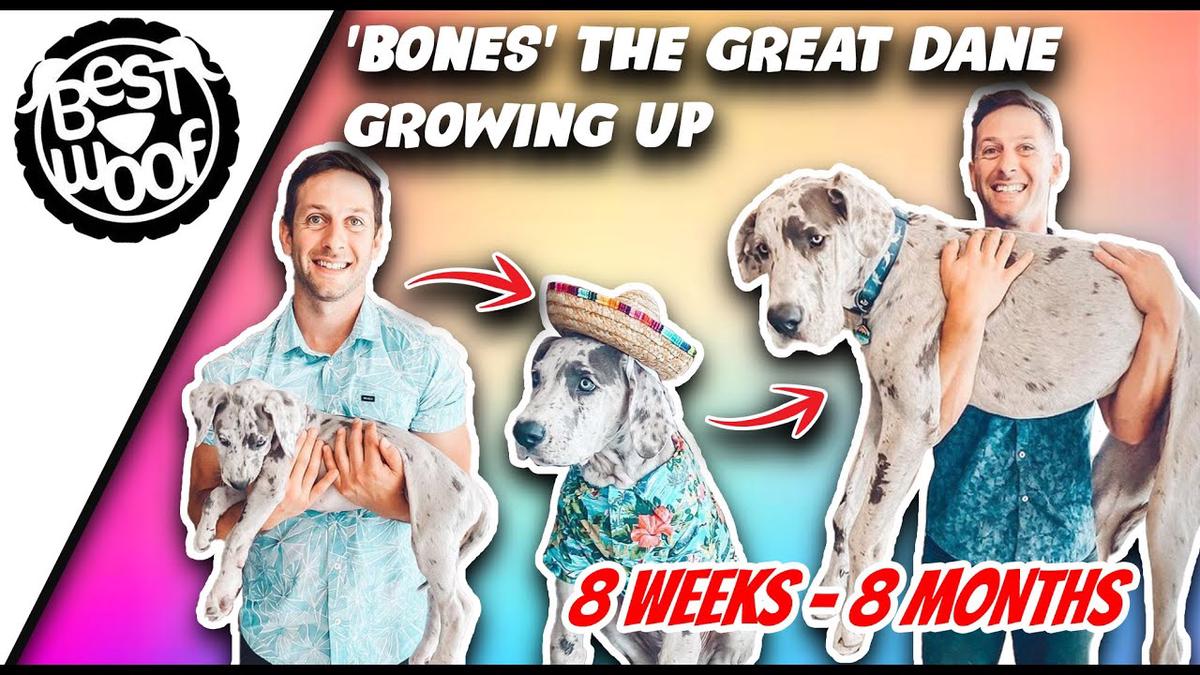 'Video thumbnail for Bones the Great Dane | BestWoof'