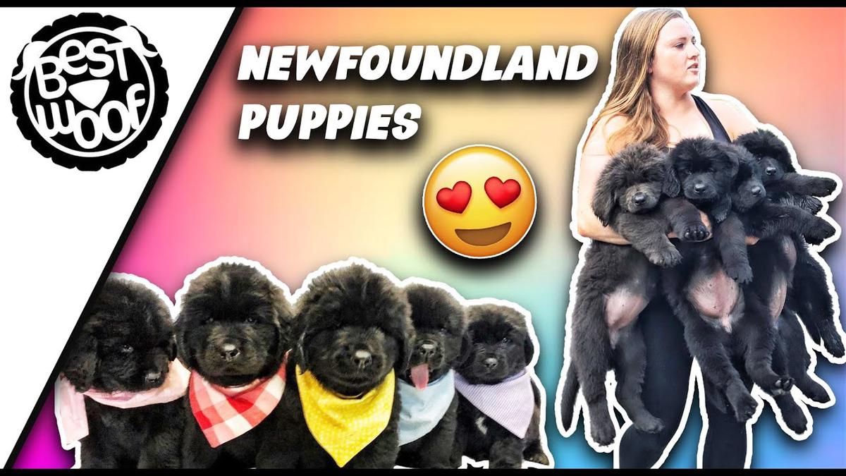 'Video thumbnail for The Newf Crew | Newfoundland Puppies in the Snow | BestWoof'