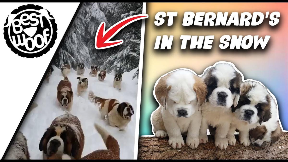 'Video thumbnail for Saint Bernard Dogs & Puppies Playing in the Snow ❄️ [Lasquite Saints] BestWoof'