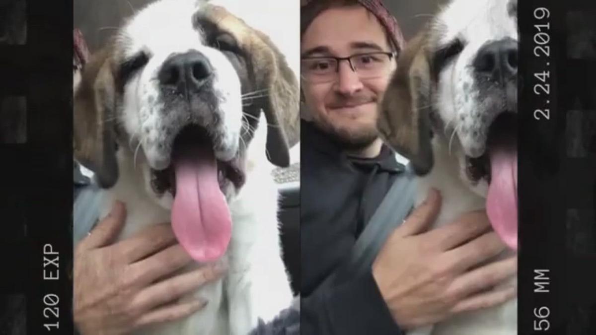 'Video thumbnail for Saint Bernard - Dogsized'