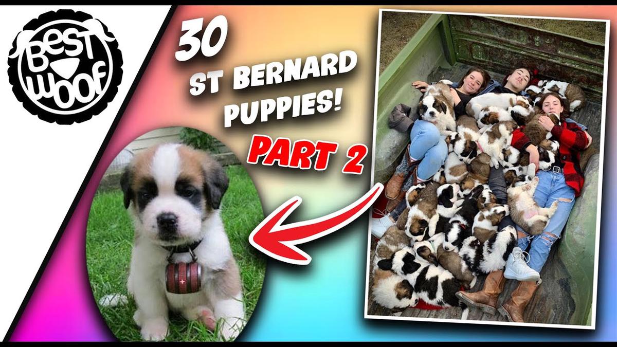 'Video thumbnail for 30 Adorable St Bernard Puppies (Part 2) | Cute Puppies Doing Funny Things | BestWoof'