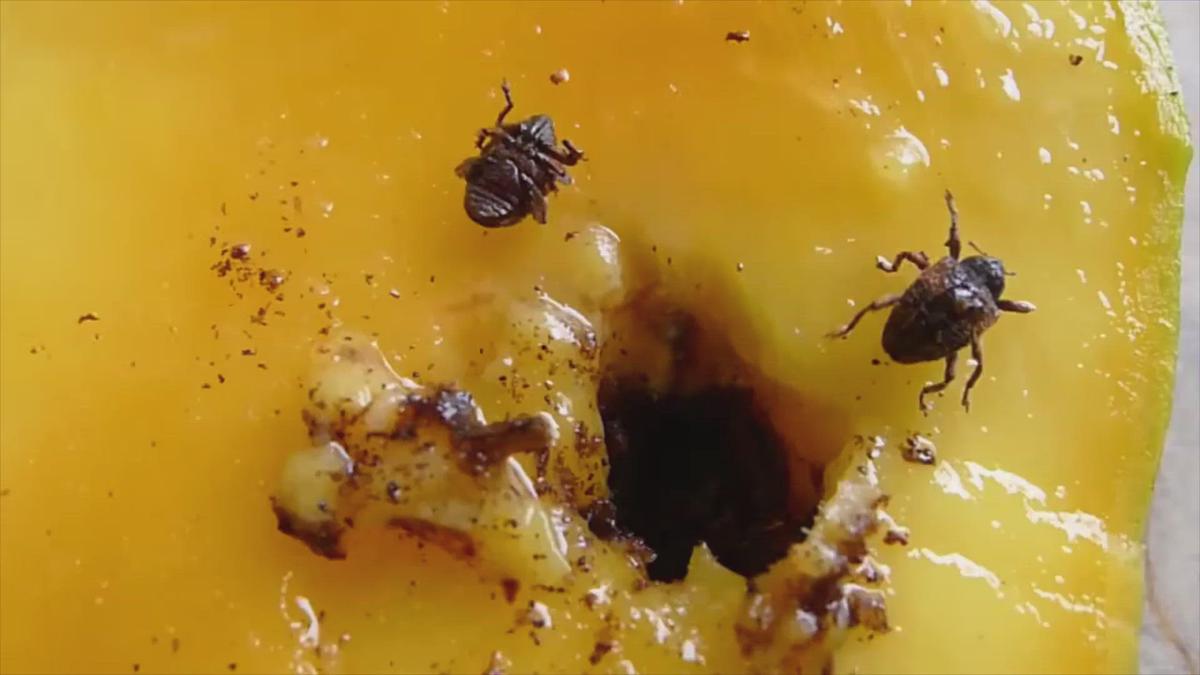 'Video thumbnail for Mango Pulp Weevil Escape from Mango Pulp'