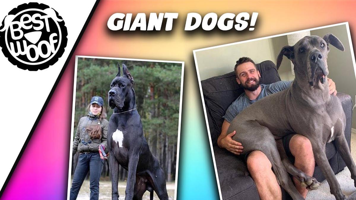 'Video thumbnail for The Biggest Dogs In The World | Giant Dogs Compilation 2021 | BestWoof'