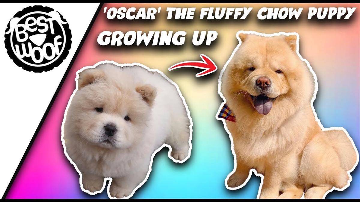 'Video thumbnail for Adorable Chow Chow Puppy Dog "Oscar The Floof" | Bestwoof'