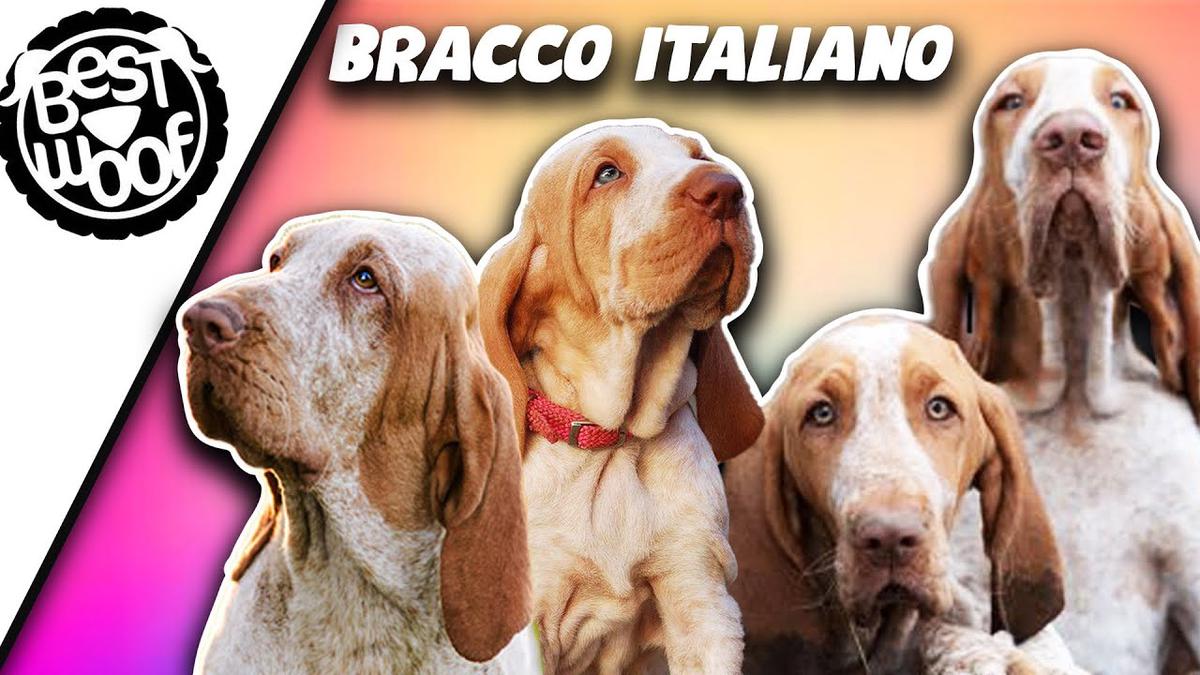 'Video thumbnail for Bracco Italiano Dog and Puppy Compilation | Italian Pointers 2021 | BestWoof'