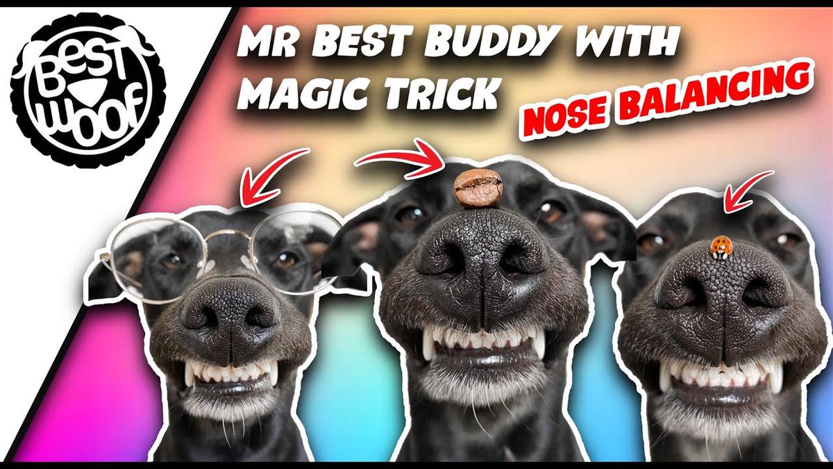 'Video thumbnail for Dog Magic Trick Compilation | BestWoof'