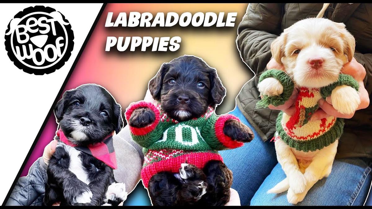 'Video thumbnail for Labradoodle Puppies Growing Up | BestWoof'