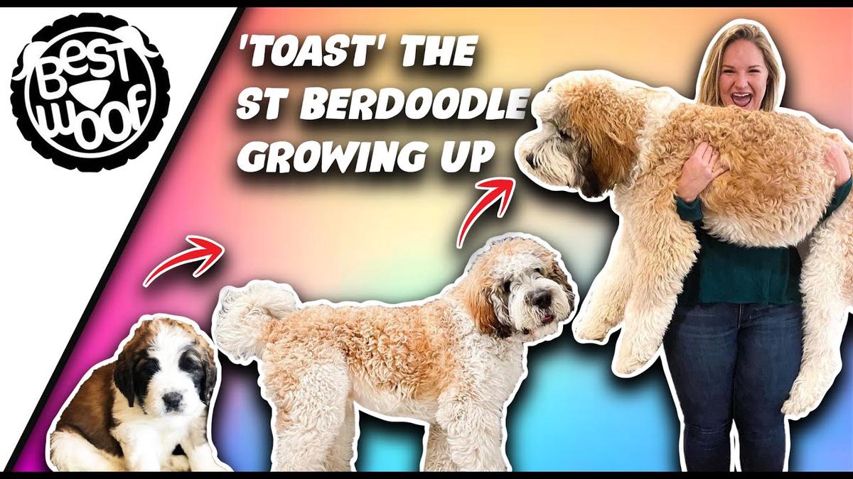 'Video thumbnail for St Berdoodle Puppy 'Toast' Growing Up (Saint Bernard Dog Cross) BestWoof'