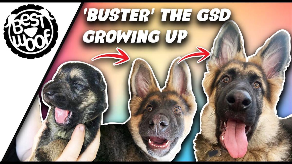 'Video thumbnail for German Shepherd Dog Puppy Growing Up | Meet Buster the GSD | BestWoof'