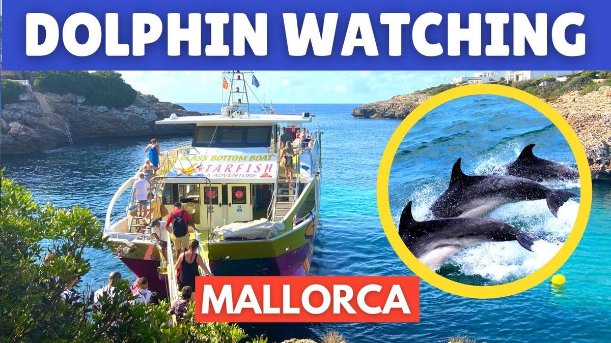 'Video thumbnail for Dolphin Watching Mallorca (Majorca): Cala D’Or, Spain, August 2021'