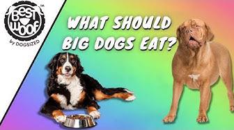 'Video thumbnail for What Should I Feed My Large Breed Dogs | Dog Tips | BestWoof'