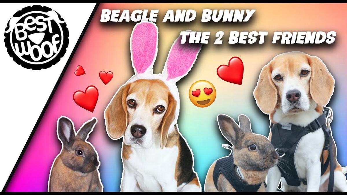 'Video thumbnail for Beagle and Bunny | Best Friends | BestWoof'
