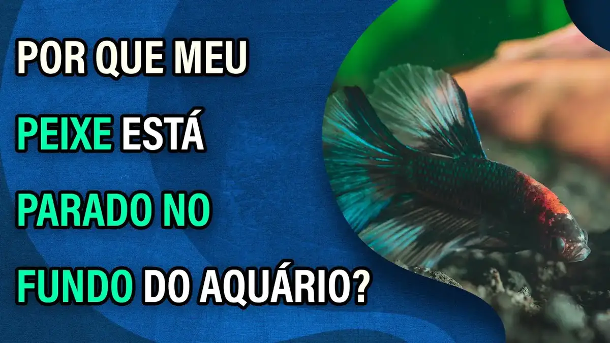 Enguiazinha (Pangio anguillaris) - Ficha Técnica - MyAquarium