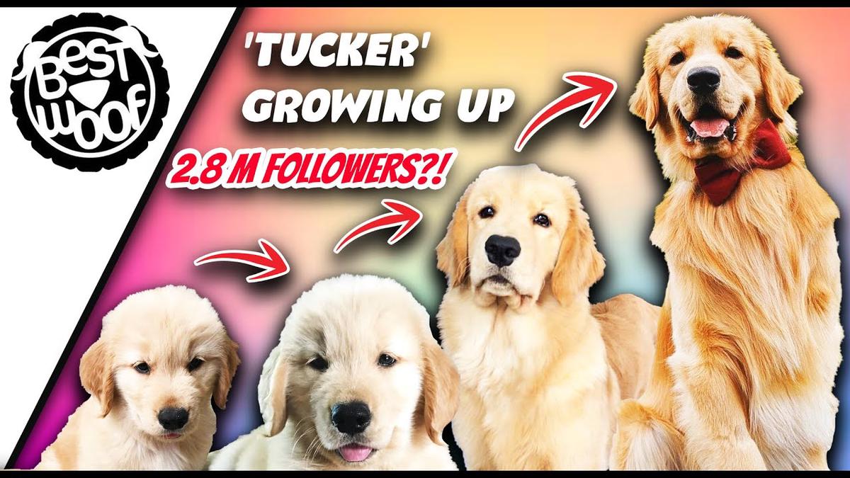 'Video thumbnail for Tucker Budzyn | Instagram Famous Golden Retriever Dog Growing Up | BestWoof'