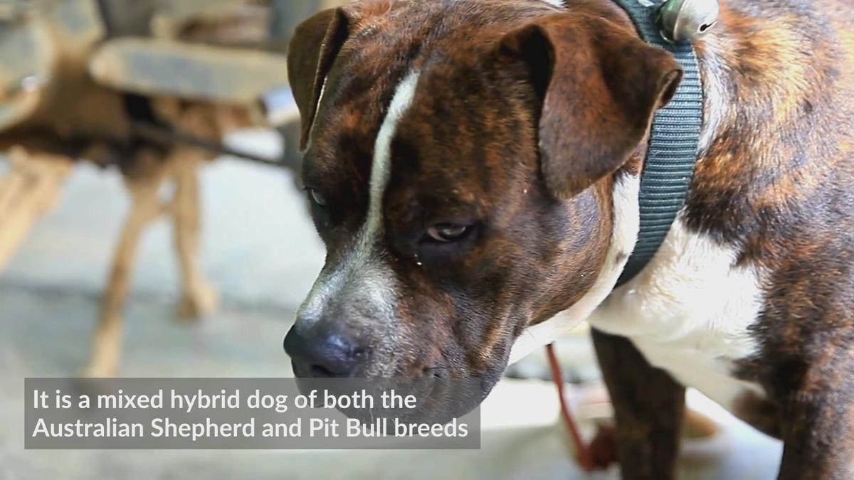 'Video thumbnail for Pitbull Australian Shepherd'