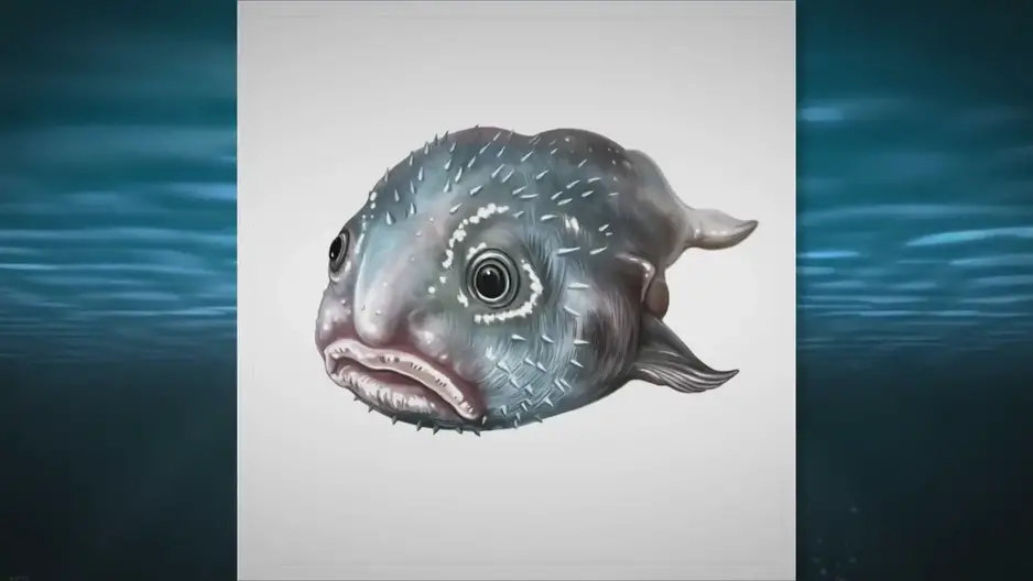 The Real Story Behind The Ugliest Fish On The Internet