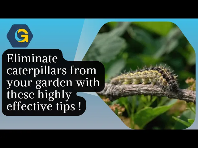 'Video Thumbnail For Eliminate Caterpillars From Your Garden With These ...