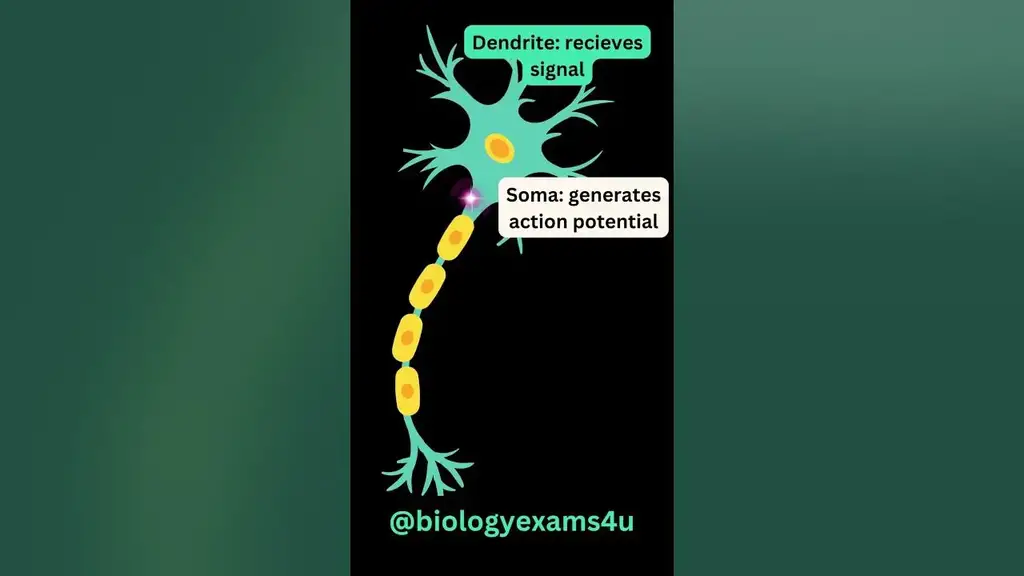 action potential neuron animation