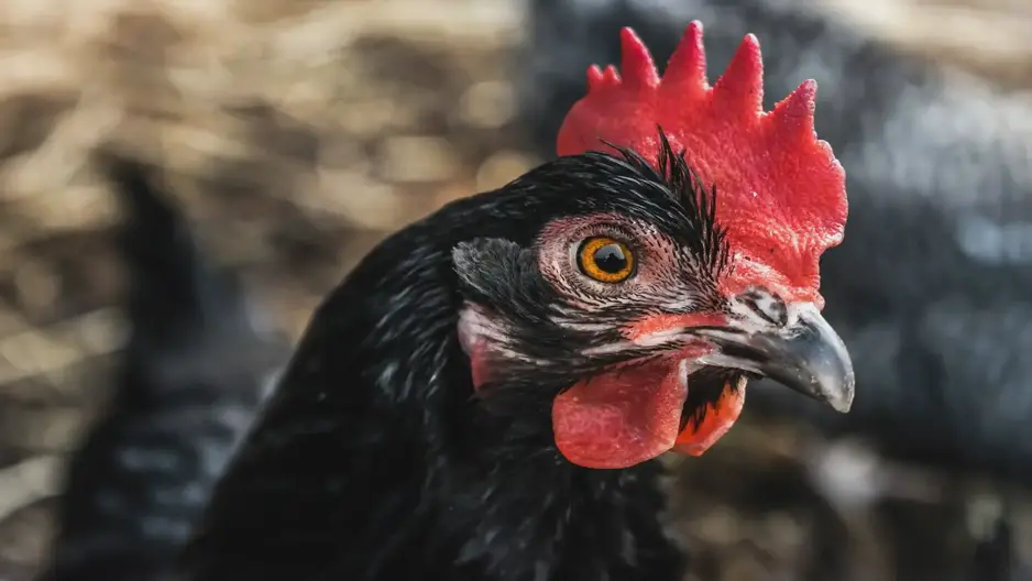 How to Separate Fighting Roosters Safely - My Favorite Chicken